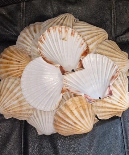 Natural scallop shells - natural, uk