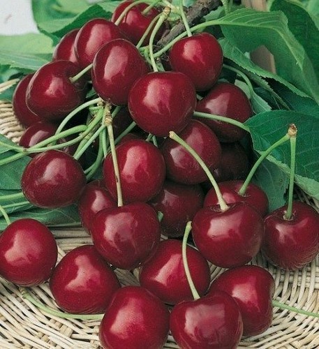 Burlat cherry tree - burlat, 3-4ft