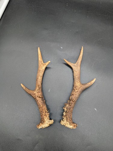 British roe buck - antler, set