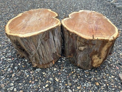 Yew wood logs - x,