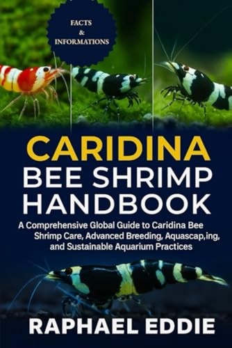 Caridina bee shrimp - bee, a
