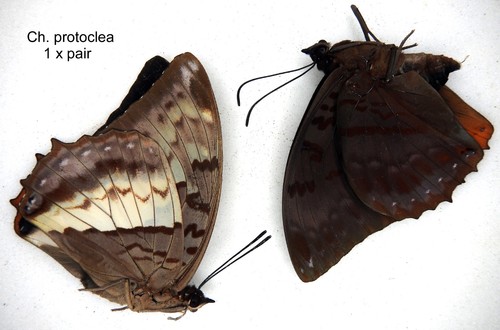 Butterfly charaxinae 1 - -,