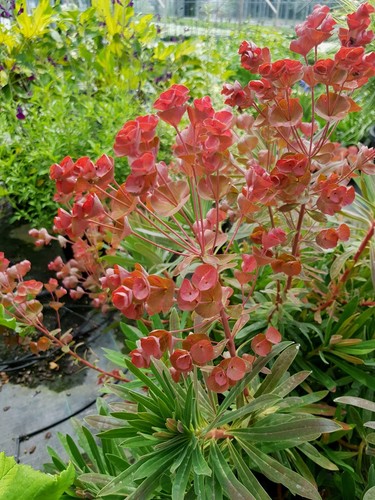 Euphorbia galaxy glow - euphorbia,