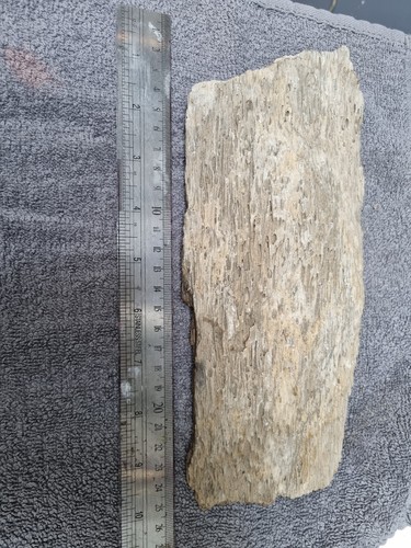 Piece petrified fossil wood - of,
