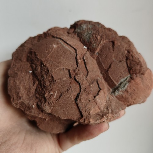 Jurassic age dinosaur egg - of,