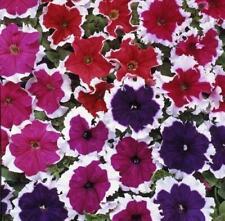 Flower - Petunia - Express Ice Mixed F1 - 250 PELLETED Seeds - Large