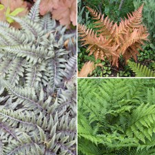 Hardy Ferns, Colourful Foliage