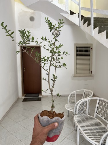 Olive bonsai 2 plants - olive,