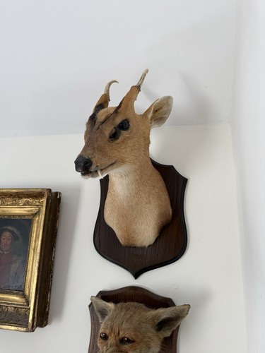 Muntjac deer taxidermy head - muntjac,