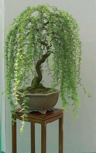 Bonsai green weeping willow - bonsai,