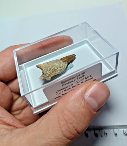 Cretaceous spinosaurus - cretaceous,