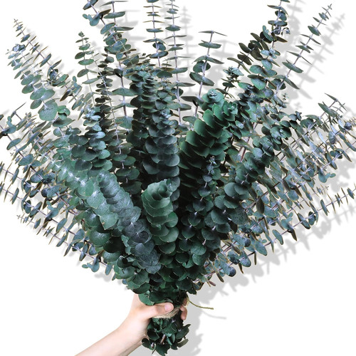 30pcs dried eucalyptus stems - 30pcs,