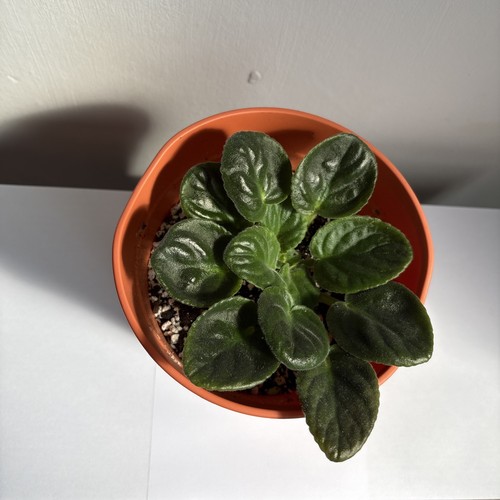 African violet saintpaulia - violet,