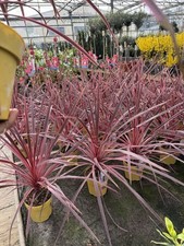 Cordyline ‘Charlie Boy’ -