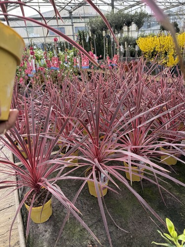 Cordyline charlie boy - ‘charlie,
