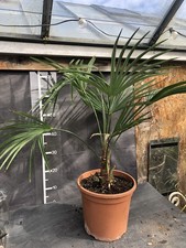 Trachycarpus wagnerianus X