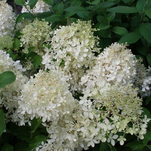 Hydrangea phantom large - hydrangea,
