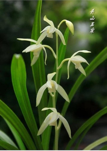 Cymbidium - cymbidium,