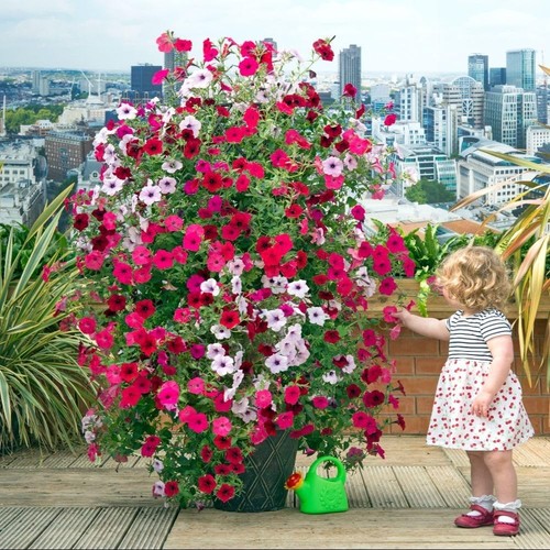 Petunia tidal wave - tidal, velour
