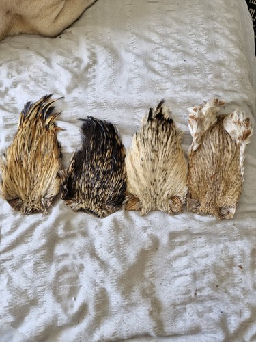 Cock capes fly tying - 4, x