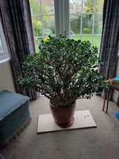 Hugh year old jade plant - 30,