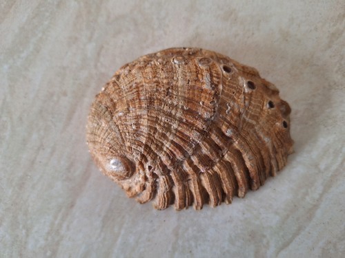 Abalone shell natural - abalone,