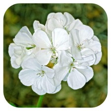 Geranium F1 Horizon White