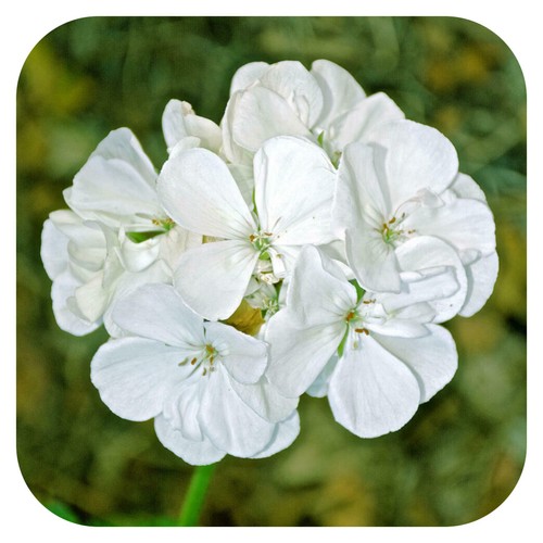 Geranium horizon white - geranium, f1