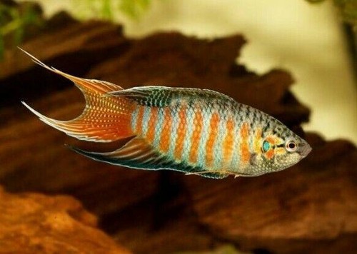 Pack blue paradise gourami - blue,