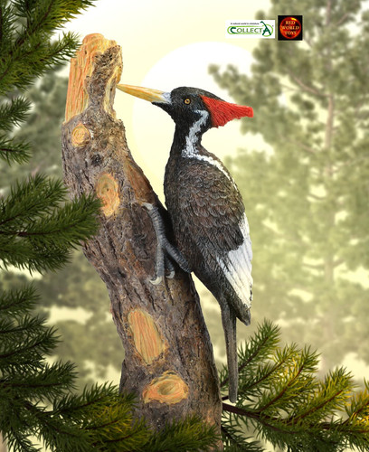 Ivory billed woodpecker bird - woodpecker,