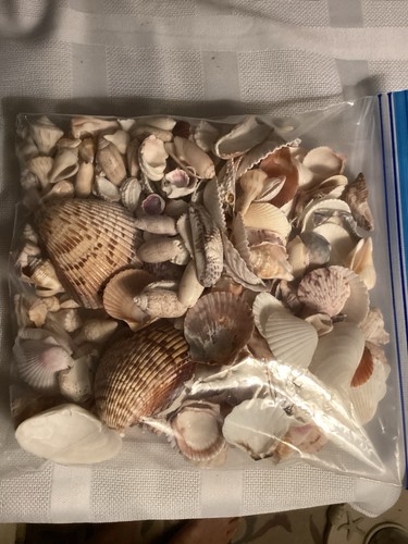 Sanibel seashells lot - seashells, variety
