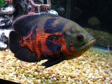 1 Oscar Red Tiger Black - Size