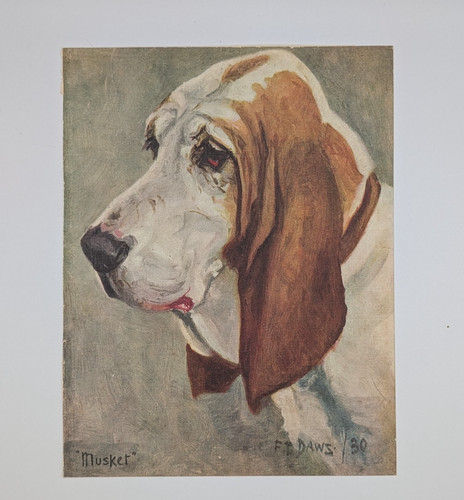 1930s vintage basset hound - 1930s,