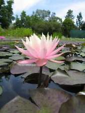 Peach & Cream water lily -