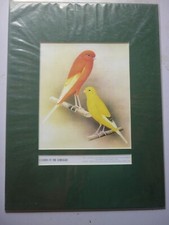  mounted print Canary