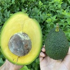 Rare Avocado ‘Marcus Pumpkin’ tree- 3  fresh seeds
