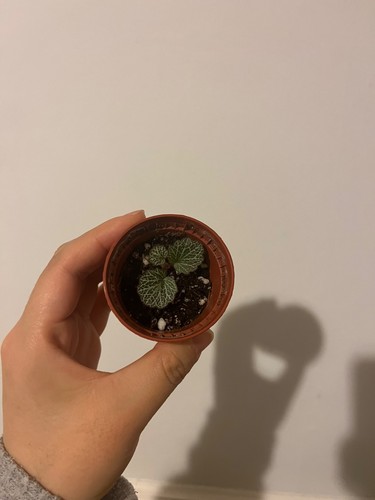Saxifraga strawberry begonia - saxifraga,