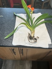 Clivia Miniata. Orange