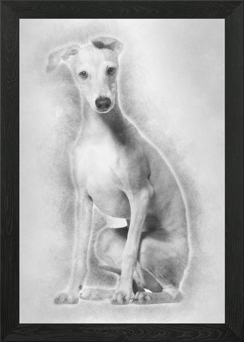 Italian greyhound puppy - italian, 4
