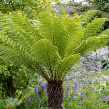 Tree Fern Plant, Dicksonia Antarctica, RHS Award, 9cm Potted Fern