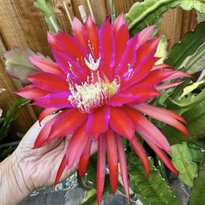 Epiphyllum Orchid Cactus “
