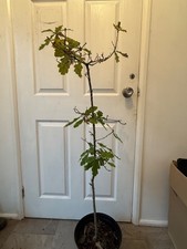 English Oak tree, organically grown, 90 to 125 cm