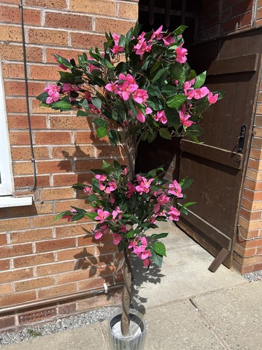 150cm potted azalea - ,