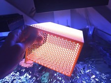 Mushroom / Anemone / Coral