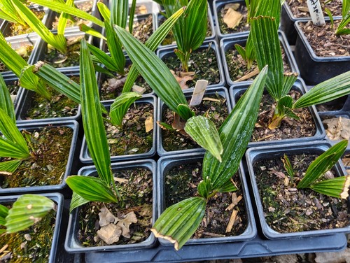 Trachycarpus wagnerianus t - trachycarpus, x