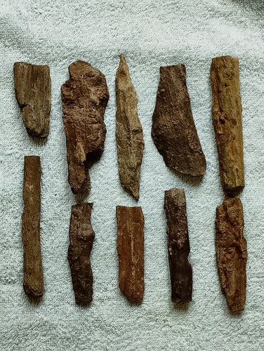 Lot natural fossilised - natural,