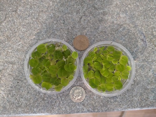 Phyllanthus fluitans red - phyllanthus,
