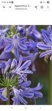 Blue Agapanthus Charlotte