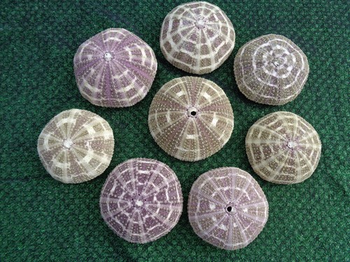 Paya sea urchin - paya,
