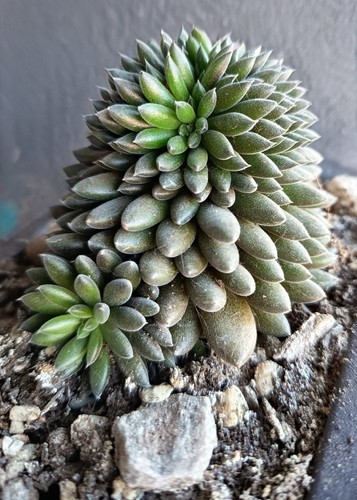 Sinocrassula yunnanensis - sinocrassula,